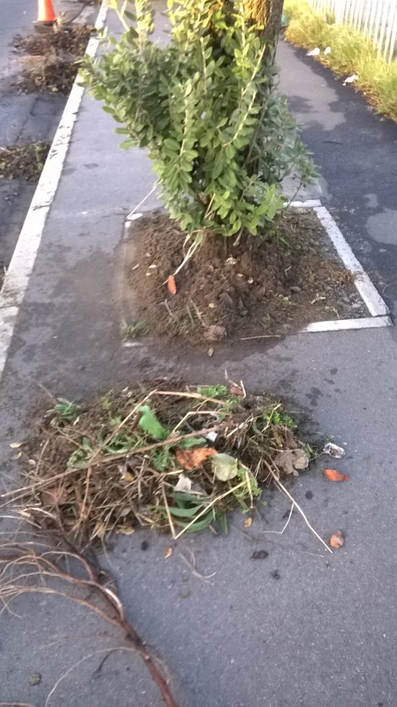 Initial Cleaning of Western Province Park